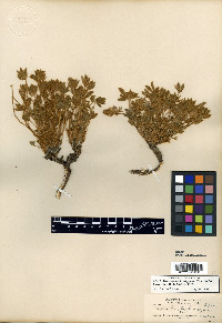 Lupinus brachypodus image
