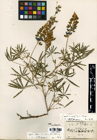 Lupinus confusus image