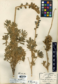 Lupinus ermineus image