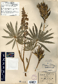Lupinus montanus image