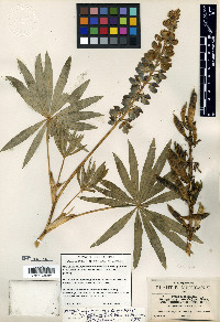 Lupinus montanus image