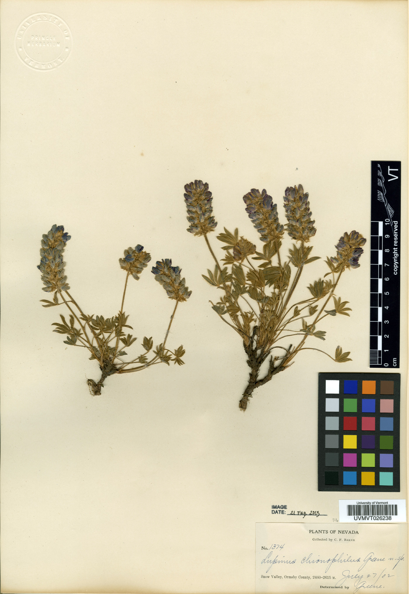Lupinus chionophilus image