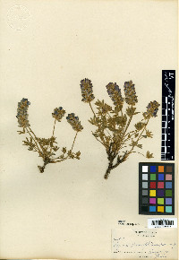 Media resource of Lupinus chionophilus