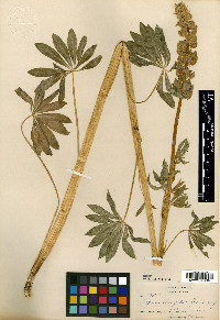 Lupinus elongatus image