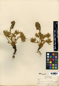 Lupinus nevadensis image