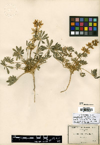 Lupinus densiflorus image