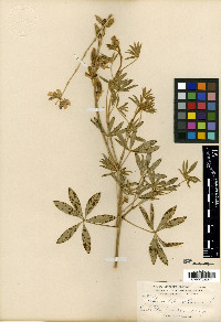 Lupinus dichrous image
