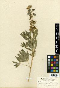 Lupinus amplus image