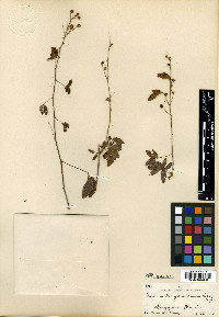 Mimosa albida image