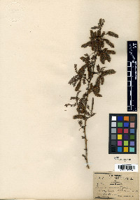 Mimosa minutifolia image