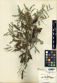 Mimosa polyantha image