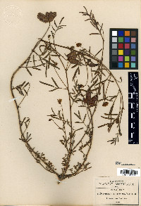 Neptunia pubescens var. microcarpa image