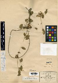 Nissolia laxior image