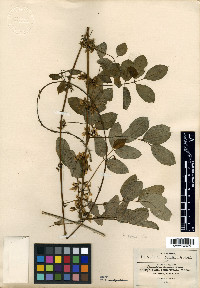 Nissolia laxior image