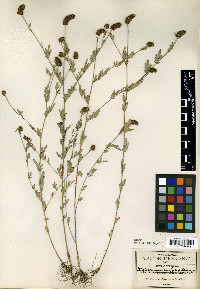 Petalostemon confusus image