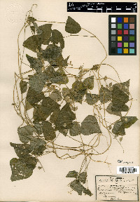 Phaseolus microcarpus image