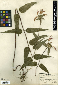 Monarda pringlei image