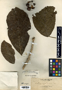 Trichadenia philippinensis image