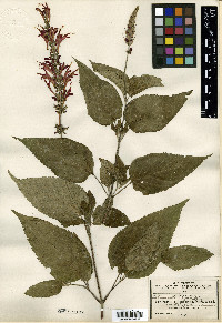 Salvia cinnabarina image