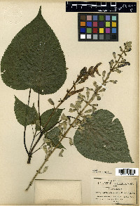 Salvia atrocaulis image