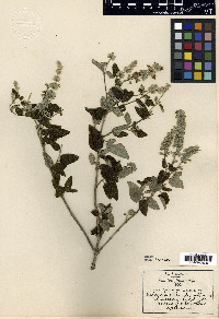 Salvia conzattii image