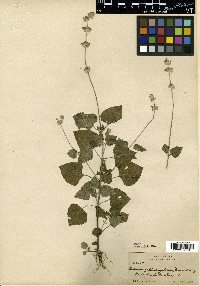 Salvia lasiocephala image