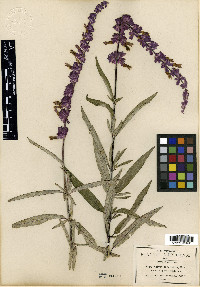 Salvia leucantha image