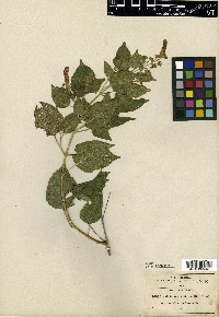 Salvia muralis image