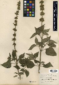 Salvia longispicata image