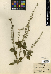 Salvia uruapana image