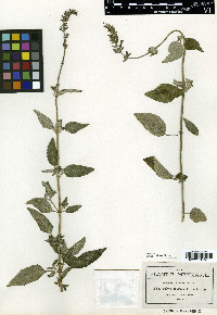 Salvia urolepis image