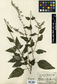 Salvia urolepis image