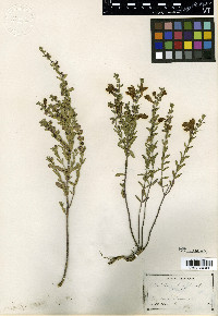 Scutellaria wrightii image
