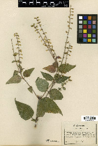 Scutellaria aurea image