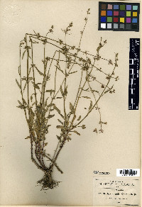 Stachys aristata image