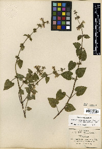 Stachys boraginoides image