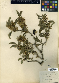Acnistus arborescens image