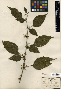 Media resource of Bassovia macrophylla