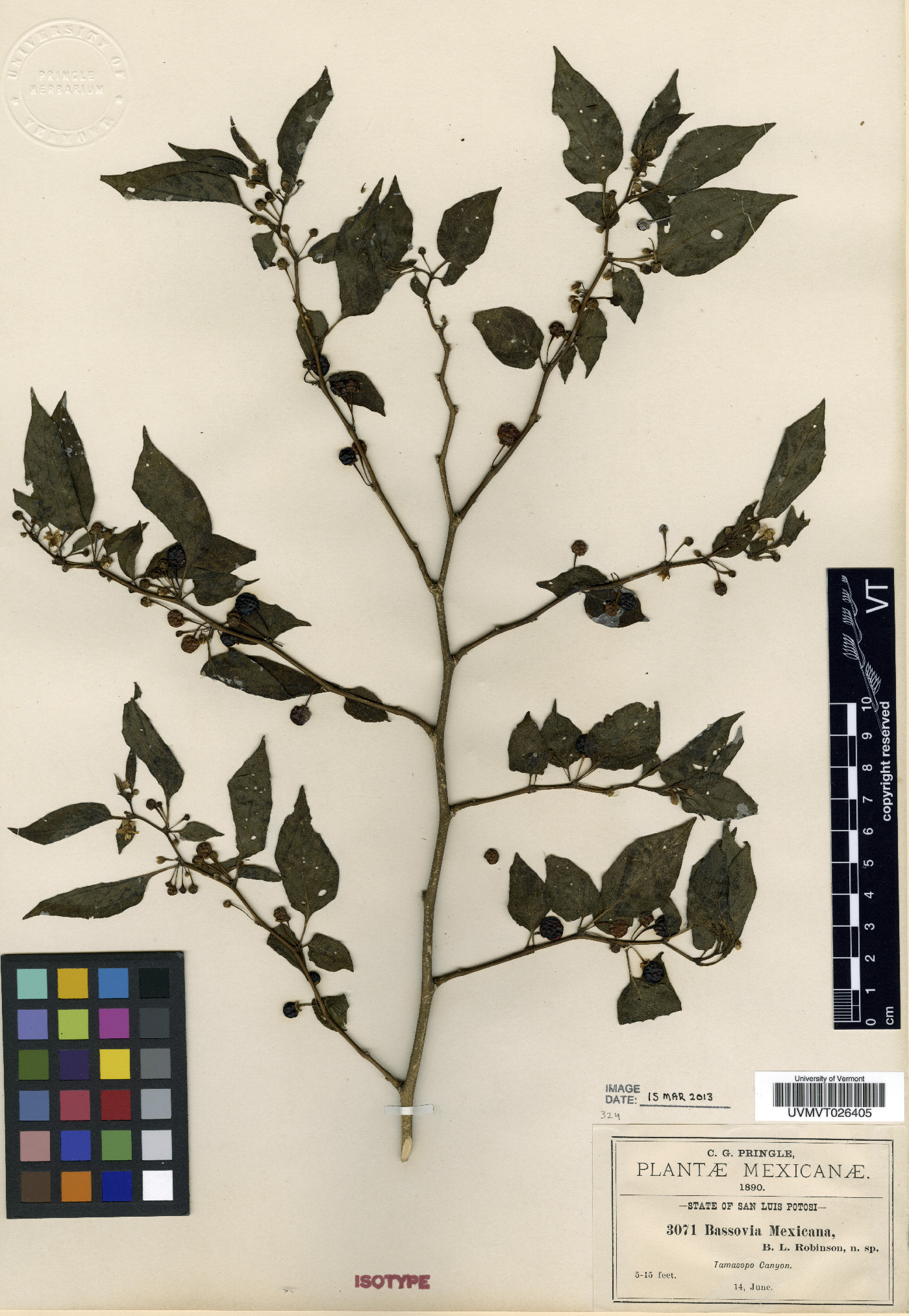 Bassovia mexicana image