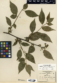 Bassovia stellata image
