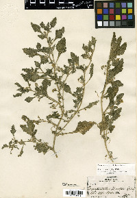 Chamaesaracha villosa image