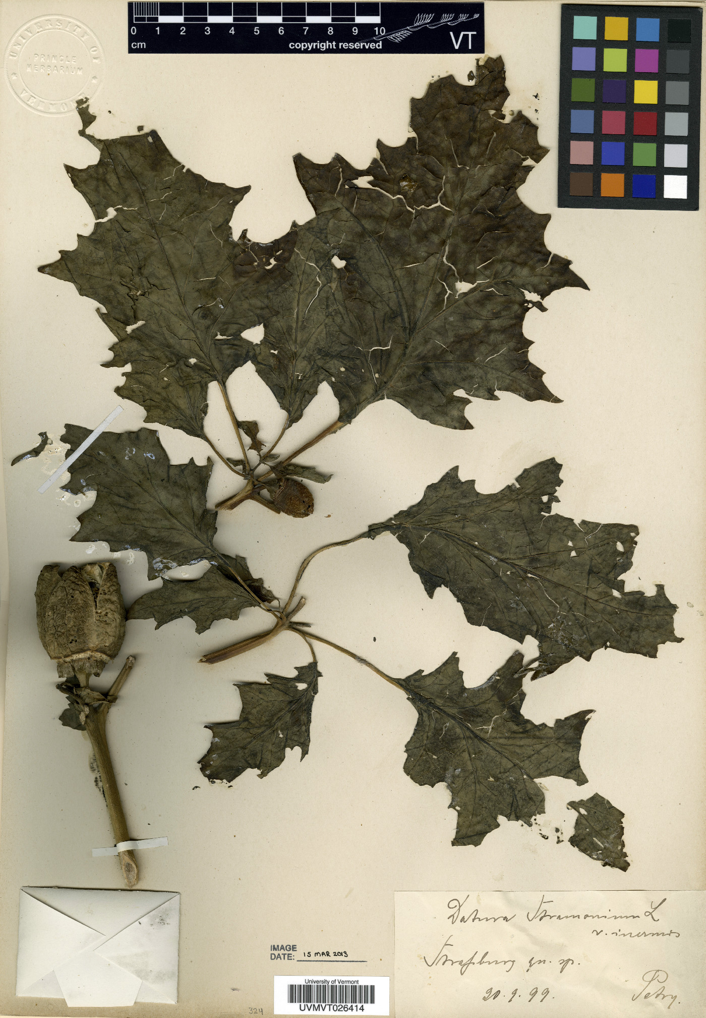 Datura stramonium f. inermis image