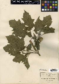 Datura leichhardtii image
