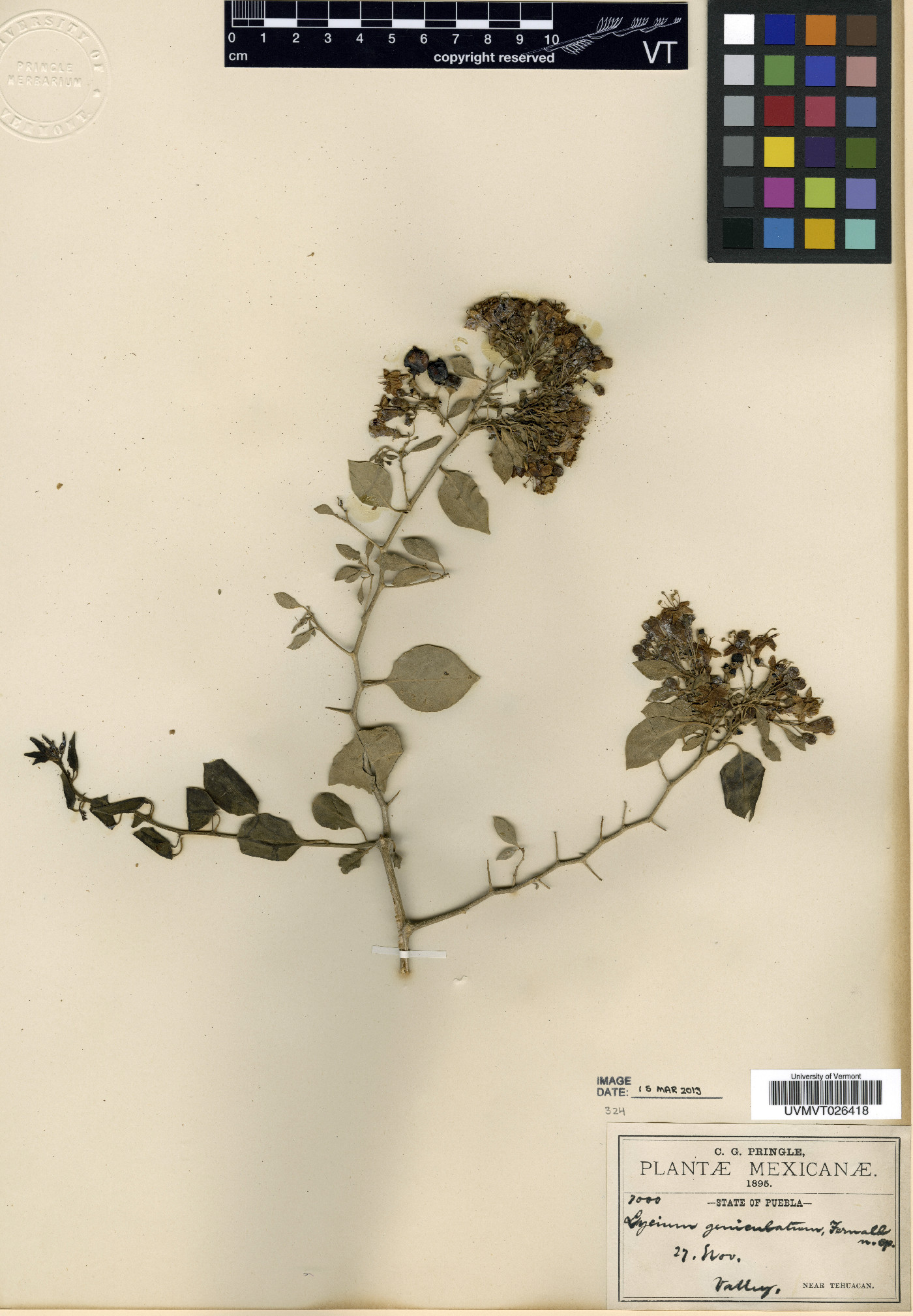 Lycium geniculatum image