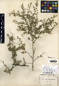 Lycium parishii image