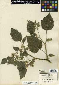 Physalis angustior image