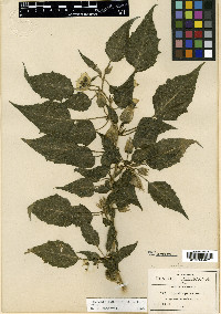 Physalis angustior image