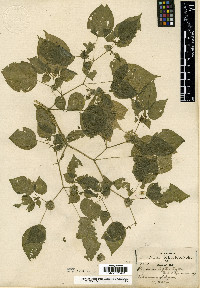 Physalis leptophylla image