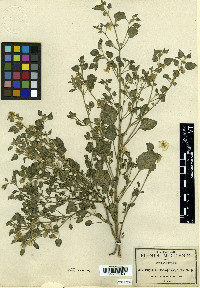 Physalis microphysa image
