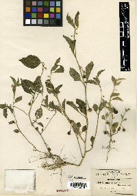 Solanum deflexum image